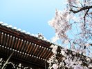 京都をおもいっきり楽しみたい!というあなたにおススメ!