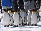 ■旭山動物園■当館から車で約50分。積雪期にはペンギンの散歩が見られます。