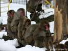 ■旭山動物園■当館から車で約50分。サル山では可愛らしいシーンが見れたり♪