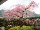 お食事処「石榴」の枝垂れ梅　3月上旬～半ばにかけての満開の姿は綺麗です！