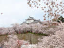 津山鶴山公園（津山城跡）　お車で40分。園内の桜並木は日本さくらの名所100選に選定されています。