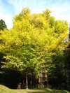 湯郷温泉からお車で約45分。奈義町菩提寺の樹齢900年を超える大イチョウ。黄葉の見頃は11月中旬～下旬。