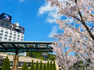 四季のおすすめ(春)アルメリアや周辺に桜も沢山♪ライトアップで夜桜が楽しめるスポットも!!