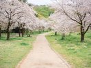 徒歩約5分のところにある「狭山公園」桜の季節のお花見がおすすめです♪