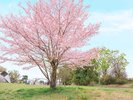 徒歩約5分のところにある「狭山公園」春には数種類の桜をお楽しみいただけます。