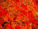 【秋の雲仙】紅葉咲き乱れる雲仙の山々。11月上旬が見頃です