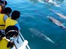 【イルカウォッチング】当館から車で45分