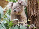 東山動植物園　かわいいコアラ