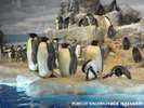 名古屋港水族館　国内の水族館でも珍しいペンギンです♪