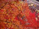 清水寺の紅葉(徒歩で15分)・・秋の紅葉スポット11月後半が一番の見頃!