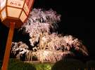 円山公園の夜桜(徒歩3分)・・”円山のしだれ”とはまさにこれ!4月初旬お花見の人・人で賑わいます