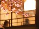 祇園白川の夜桜(徒歩5分)・・早咲きの桜で3月下旬から見頃をむかえる年もあります