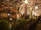 祇園白川の夜桜(徒歩5分)・・早咲きの桜で3月下旬から見頃をむかえる年もあります