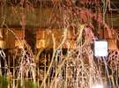 祇園白川の夜桜(徒歩5分)・・早咲きの桜で3月下旬から見頃をむかえる年もあります