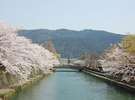 琵琶湖疎水の桜風景(徒歩20分)・・例年4月初旬見頃をむかえます