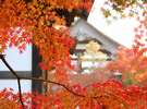 東福寺の紅葉(バスで10分)・・秋の紅葉スポット11月後半が一番の見頃!