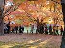 東福寺の紅葉(バスで10分)・・秋の紅葉スポット11月後半が一番の見頃!