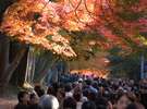 東福寺の紅葉(バスで10分)・・秋の紅葉スポット11月後半が一番の見頃!