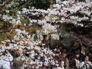 清水の桜