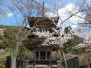 清水の桜