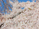 清水の桜