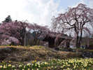 【光前寺の桜】