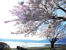 諏訪湖畔の桜：「間欠泉センター・足湯」近く