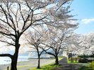 諏訪湖畔の桜：「間欠泉センター・足湯」近く