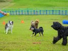 【ドッグパーク】愛犬との最高のひとときを!広々としたフィールドで、自由に走り回れます!