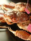 冬の王様 松葉カニ