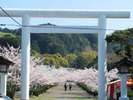 車で5分のところにある古社「安房神社」。南房総の桜の名所としてもしられています