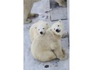【円山動物園】