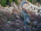 吉野山 千本桜(ホテルから車で90分):約3万本の桜が植えられており、約1ヶ月間多様な姿を楽しめます