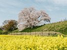 幾坂池の一本桜(ホテルから徒歩1分):ホテル正面玄関から南に歩いてすぐに見える大きなソメイヨシノです
