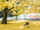 奈良公園(ホテルから車で25分):イチョウをはじめ桜やモミジで色付く奈良公園の紅葉と鹿がコラボ