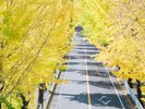 親里大路のイチョウ並木(ホテルから車で5分):天理市の木のイチョウ。銀杏のトンネルは圧巻です