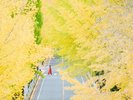 親里大路のイチョウ並木(ホテルから車で5分):天理市の木のイチョウ。銀杏のトンネルは圧巻です