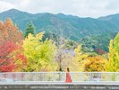 親里大路のイチョウ並木(ホテルから車で5分):紅葉と銀杏のトンネルのコラボを楽しむことができます