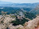 吉野山 千本桜(ホテルから車で90分):約3万本の桜が植えられており、約1ヶ月間多様な姿を楽しめます