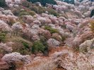 吉野山 千本桜(ホテルから車で90分):約3万本の桜が植えられており、約1ヶ月間多様な姿を楽しめます