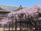 天理教しだれ桜(ホテルから車で5分):境内一帯に桜が咲き広がり期間中はライトアップもあります