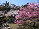 天理布留川桜並木(ホテルから車で5分):桜並木を一望できる陸橋もあり、ピンクのグラデーションが美しい