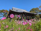 般若寺(テルから車で34分):別名「コスモス寺」ともいわれ、コスモスの道が華やかで美しいです。