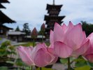 ロータスロード:毎年夏に開催される四寺の蓮をめぐるイベント。各寺院にて美しい蓮の鑑賞ができます。