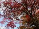 当館前のモミジ。真っ赤に染まると、小坂の秋の訪れを感じます
