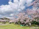 丸岡公園