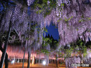 和氣公園の藤
