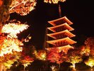 成相寺紅葉ライトアップ