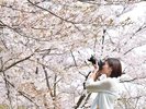 天橋立だけじゃない!宮津市にはとっておきの桜のスポットが沢山!