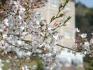 当館前でも桜をご覧いただけます。